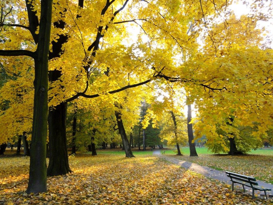 "Autumn in Decjusz Park" by Jerzy Bereszko - Own work. Licensed under CC BY-SA 3.0 via Wikimedia Commons - https://commons.wikimedia.org/wiki/File:Autumn_in_Decjusz_Park.jpg#/media/File:Autumn_in_Decjusz_Park.jpg
