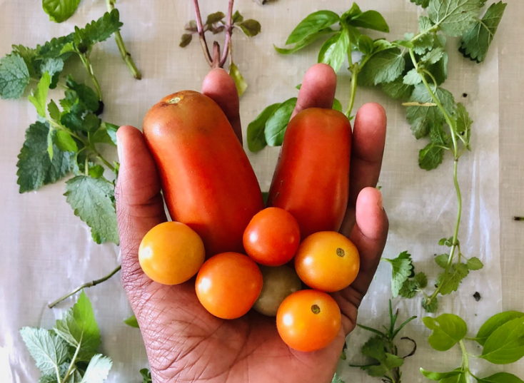 Tomato Planting Guide: Chakayla Gives 8 Tips for Planting Tomatoes