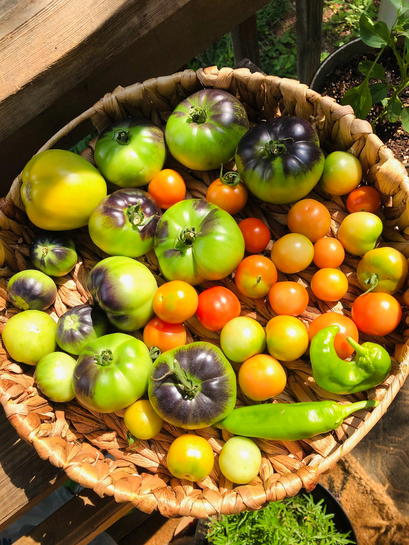 Tomato Planting Guide: Chakayla Gives 8 Tips for Planting Tomatoes
