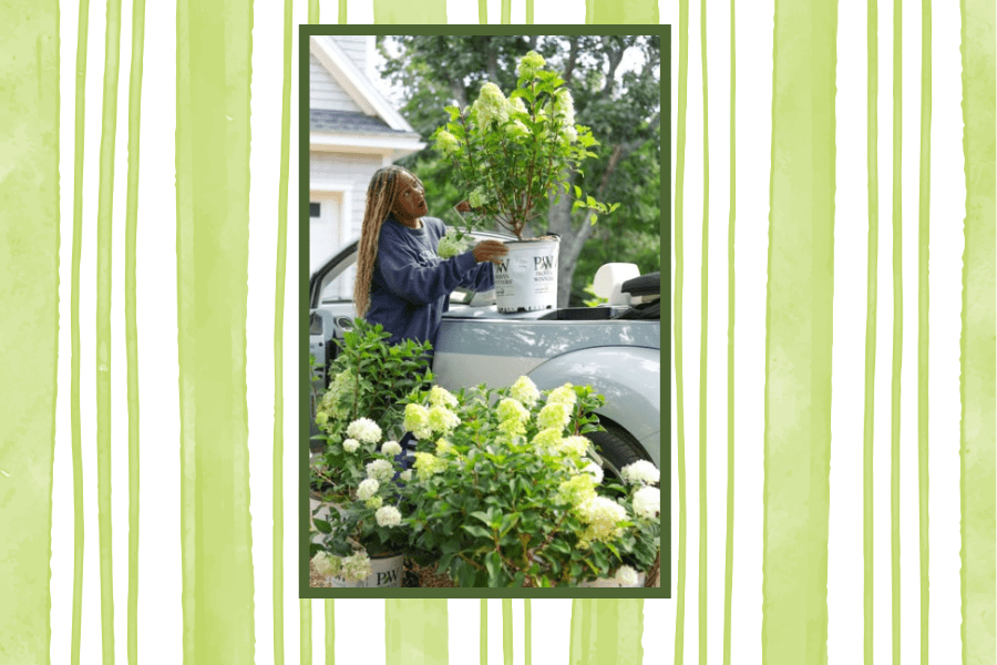 Heritage Garden Inspiration: Guide to Limelight Hydrangeas from Memphis Tastemaker
