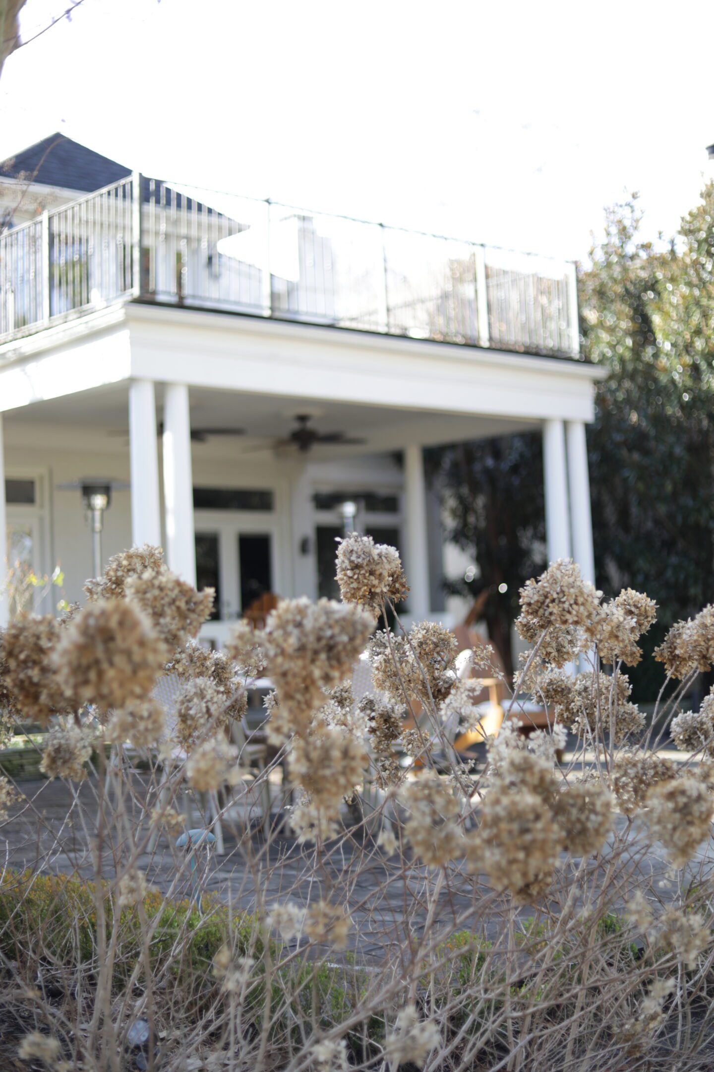 Heritage Garden Inspiration: Guide to Limelight Hydrangeas from Memphis Tastemaker