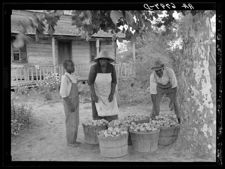 Unearthing Heritage: The Gullah-Geechees’ Rich Legacy with Tomatoes and Cultural Resilience